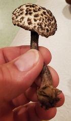 Strobilomyces strobilaceus image