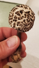 Strobilomyces strobilaceus image
