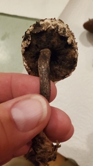 Strobilomyces strobilaceus image