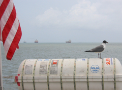 Leucophaeus atricilla