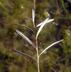 Andromeda polifolia glaucophylla