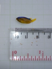 Chrysiptera caeruleolineata