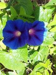 Ipomoea