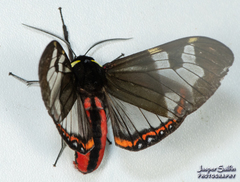 Dysschema marginalis