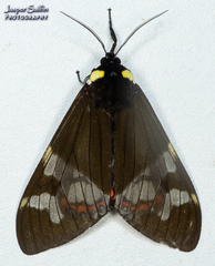 Dysschema marginalis