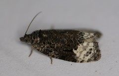 Apotomis capreana