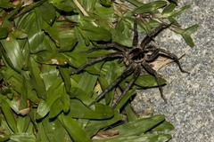 Lycosa erythrognatha