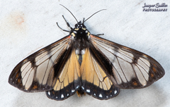 Dysschema leucophaea