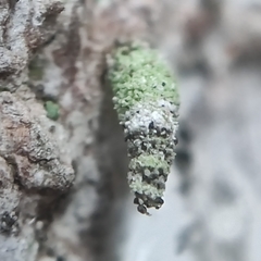 Luffia ferchaultella