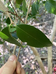 Eugenia biflora