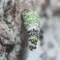 Luffia ferchaultella