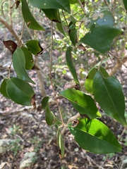 Eugenia biflora