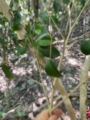 Eugenia biflora