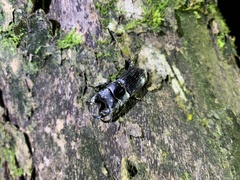 Aegus laevicollis formosae
