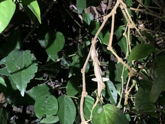 Diploderma polygonatum xanthostomum