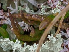 Cladonia macroceras