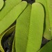 Salvinia oblongifolia - Photo (c) Arthur Chapman, some rights reserved (CC BY-NC-SA)