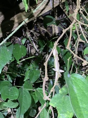 Diploderma polygonatum xanthostomum