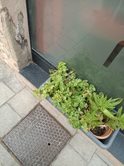 Mesembryanthemum cordifolium