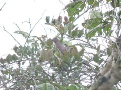 Patagioenas plumbea