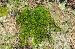 Lasallia