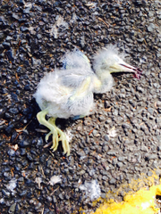 Egretta novaehollandiae