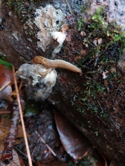 Prophysaon foliolatum