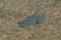 Catostylus