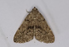 Idia concisa