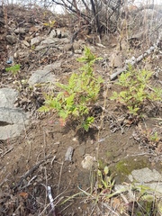 Artemisia gmelinii