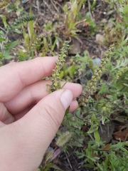 Ambrosia artemisiifolia