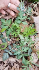 Geum canadense grimesii