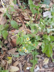 Galinsoga quadriradiata