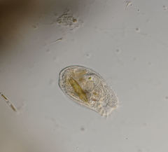 Climacostomum