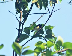 Leptocoma
