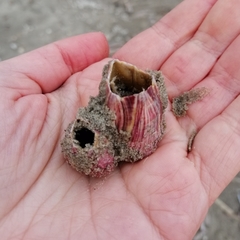 Megabalanus tintinnabulum