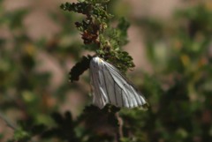 Neuromelia selectata