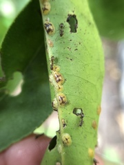 Citrus × latifolia