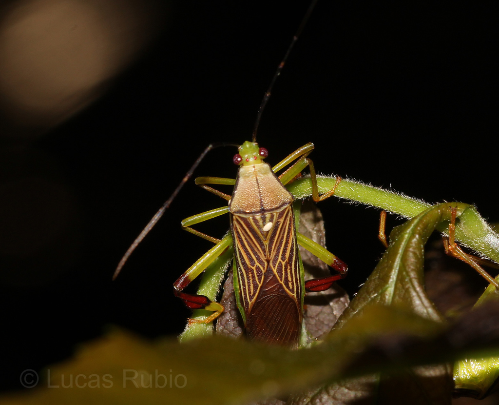 Melucha chapadana