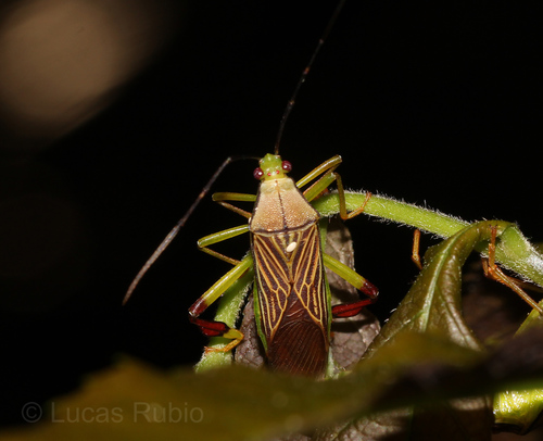 Melucha chapadana
