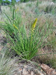 Bulbine angustifolia