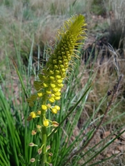 Bulbine angustifolia