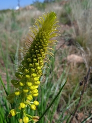Bulbine angustifolia