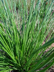 Bulbine angustifolia