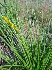 Bulbine angustifolia