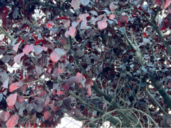 Magnoliopsida