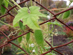 Echinopepon wrightii