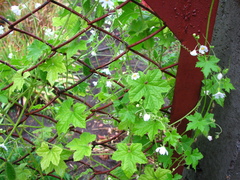 Echinopepon wrightii