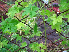 Echinopepon wrightii