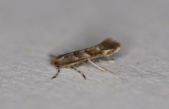 Cameraria guttifinitella